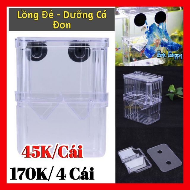 Lồng Đẻ Cho Cá Bảy Màu