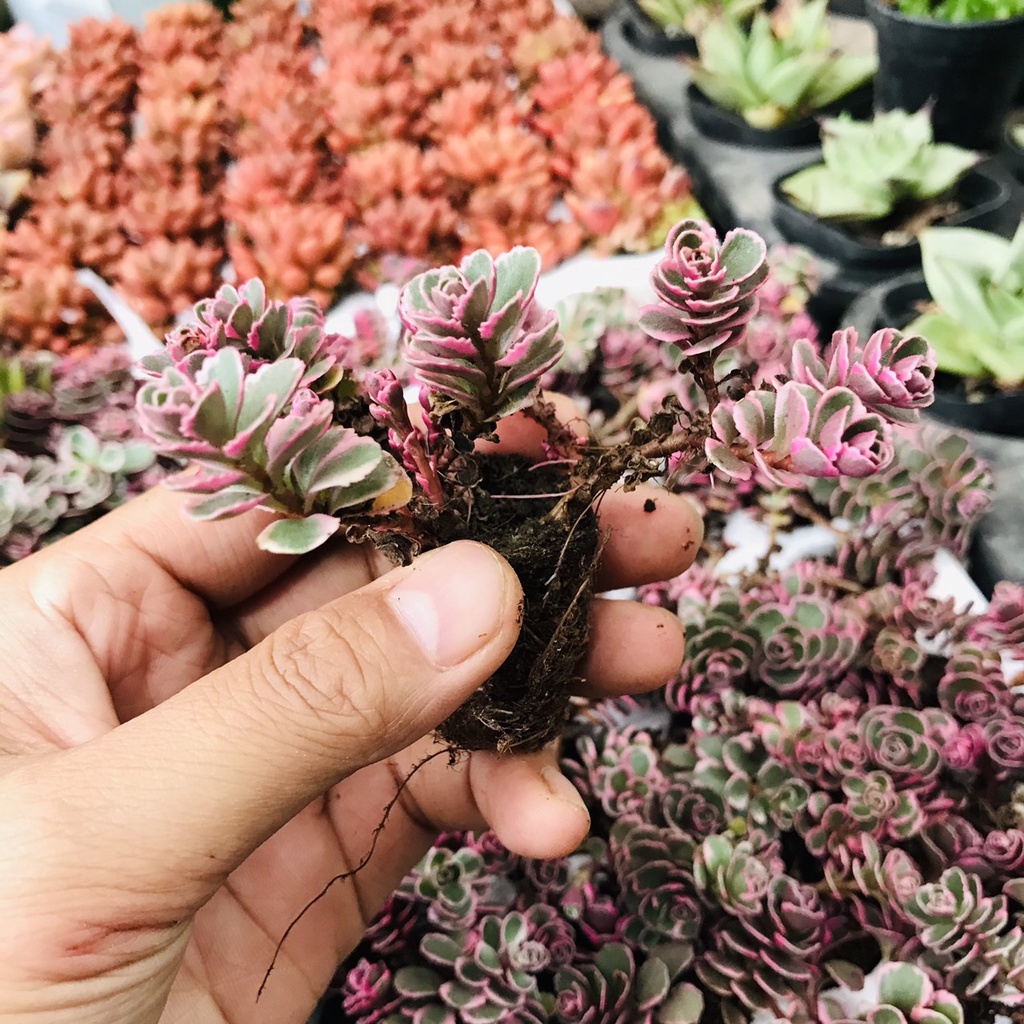 FREESHIP- SEN ĐÁ SEDUM TRICOLOR HOA HỒNG HÀNG BẦU VIP, THUẦN KHÍ HẬU NÓNG, SEN ĐÀ LẠT, LỖI 1 ĐỔI 1