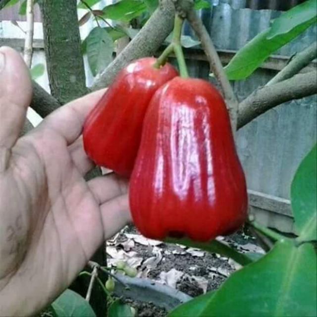 Cây giống mận an phước