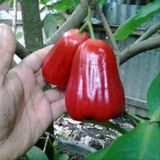 Cây giống mận an phước