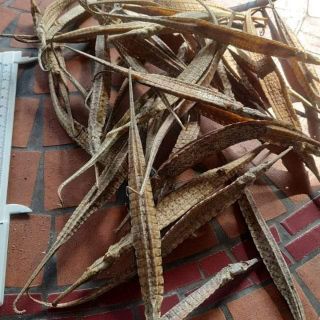 1 CON HẢI LONG KHÔ
