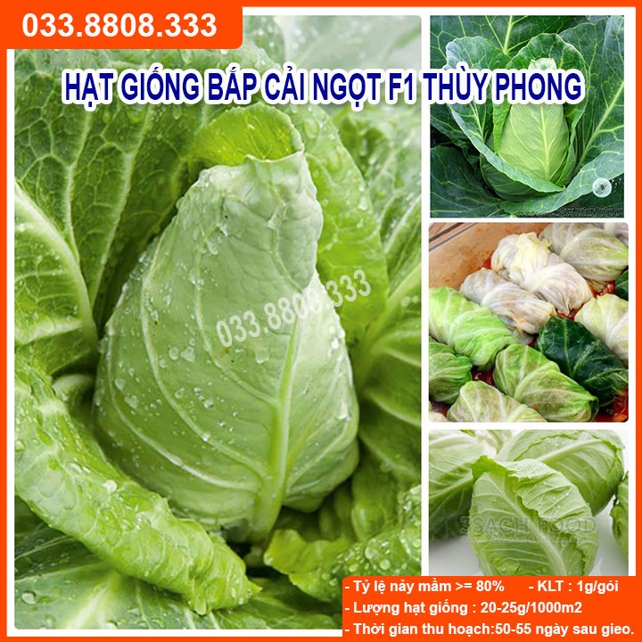 HẠT GIỐNG BẮP CẢI TRÁI TIM THÚY PHONG (va80)  10GRAM