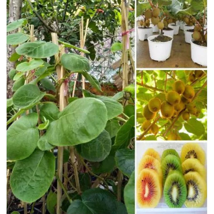 Hạt giống cây ăn trái kiwi 30 hạt_ ( kèm 3 viên nén kích thích ươm hạt )
