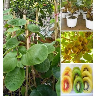 Hạt giống cây ăn trái kiwi { gói 30 hạt + 1 gói kích thích hạt nảy mầm }