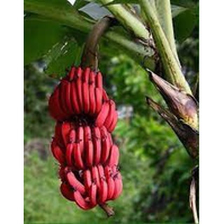 Cây giống Chuối Đỏ Dacca
