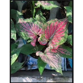 Cây kiểng lá môn Thiên Nga - Caladium Thai Beauty