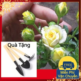 Hạt Giống Hoa Hồng Tỉ Muội Tặng Bộ Dụng Cụ Mini Trồng Cây Tặng Bộ Dụng Cụ Mini Trồng Cây