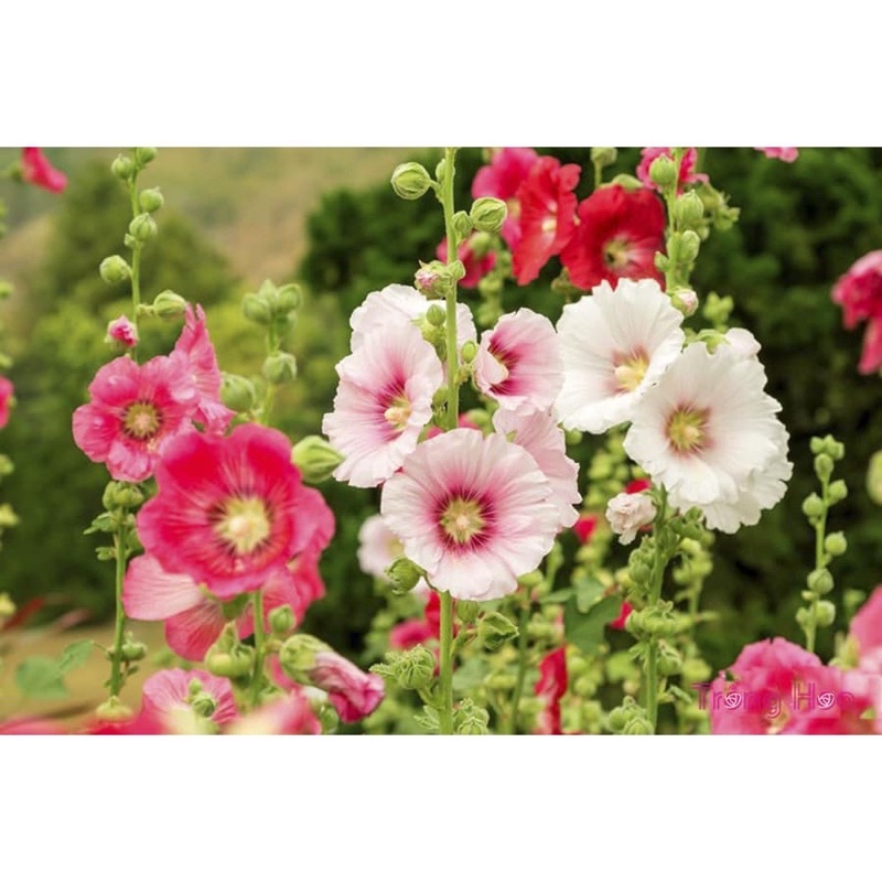 Hạt giống hoa mãn đỉnh hồng cánh kép, siêu hoa F1