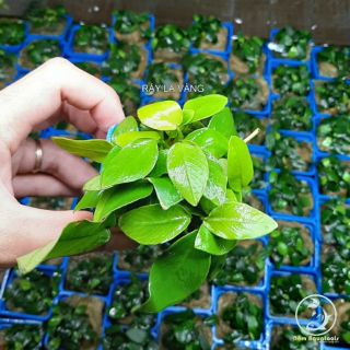 Cây Ráy Lá Vàng - Cây ráy thuỷ sinh