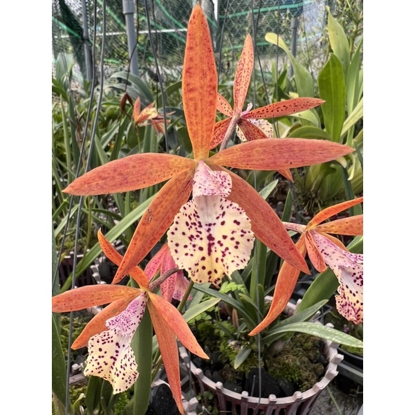 😍😍Cattleya Jairak Canary
