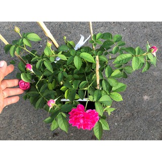 Chậu cây hoa hồng Tường Vy