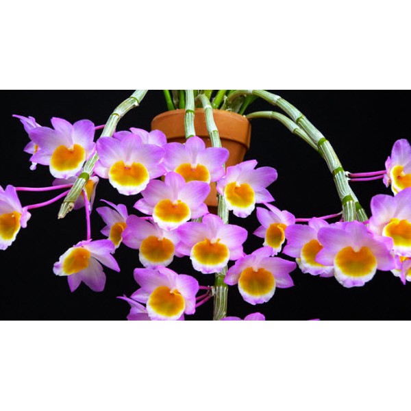 1 bó hoa lan long tu đá hoa tím đẹp,loài lan quý hiếm của Việt Nam