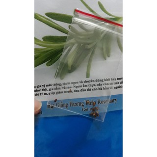 Gói 20 Hạt Giống Hương Thảo HẠT CÓ MÙI THƠM ĐẶC TRƯNG KHÔNG LO HÀNG GIẢ TÊT SALE ĐỒNG GIÁ SHOP MỚI