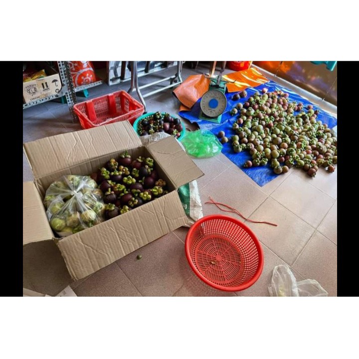 Măng cụt lái thiêu chín đều tươi ngon không bị chai sượng .1kg giao nhanh khu vực TP HCM VÀ CÁC TỈNH LÂN CẬN | BigBuy360 - bigbuy360.vn