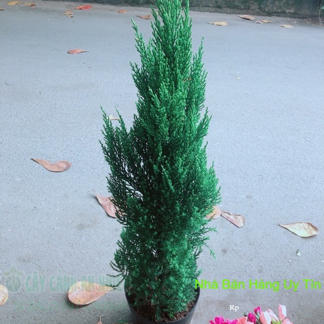 Cây Tùng Cao 80cm (Sơn Tùng)