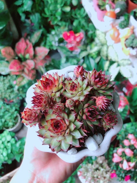 Chậu Cây Sen Đá