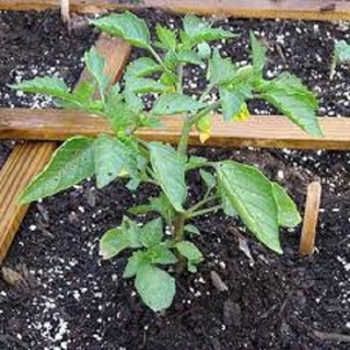 CÂY GIỐNG RAU TẦM BÓP