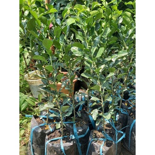 Cây trúc giống,chanh chúc.