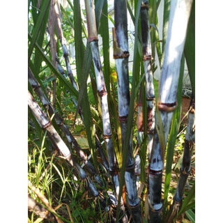 cây giống mía lau tím Ấn Độ
