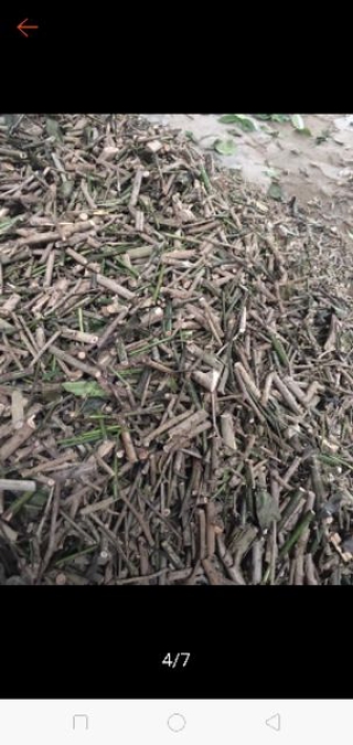 Xạ Đen 1kg