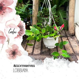 Cây Aeschynanthus lobbiana Red Lipsticks chậu nhựa treo bí ngô