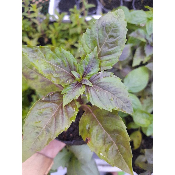 Cây rau gia vị Basil, quế tây, quế Pháp màu xanh, tím