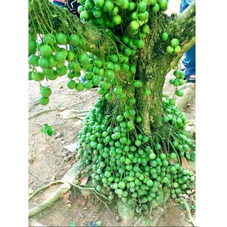 CÂY GIỐNG DÂU DA XANH SIÊU NGỌT