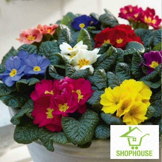 shophouse Gói 50 hạt giống hoa báo xuân mix màu  SHOP HOUSE  TẾT KHUYẾN MẠI