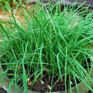 Gói 2g hạt giống Hẹ