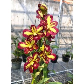 Denro chớp vàng đỏ 5%