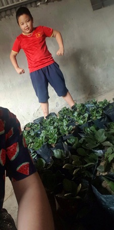 Cây sống đời kép nhiều màu