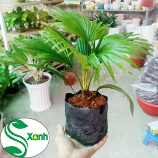 Cây Cọ Cảnh Để Bàn, Sân Vườn Thanh Lọc Không Khí