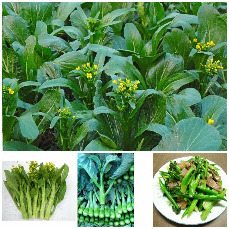 Hạt giống Cải Ngồng Mập 20gr (khoảng 4000 Hạt) (Hàng Loại 1)
