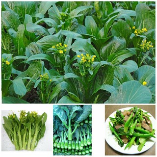 Hạt giống Cải Ngồng Mập 20gr (khoảng 4000 Hạt) (Hàng Loại 1)
