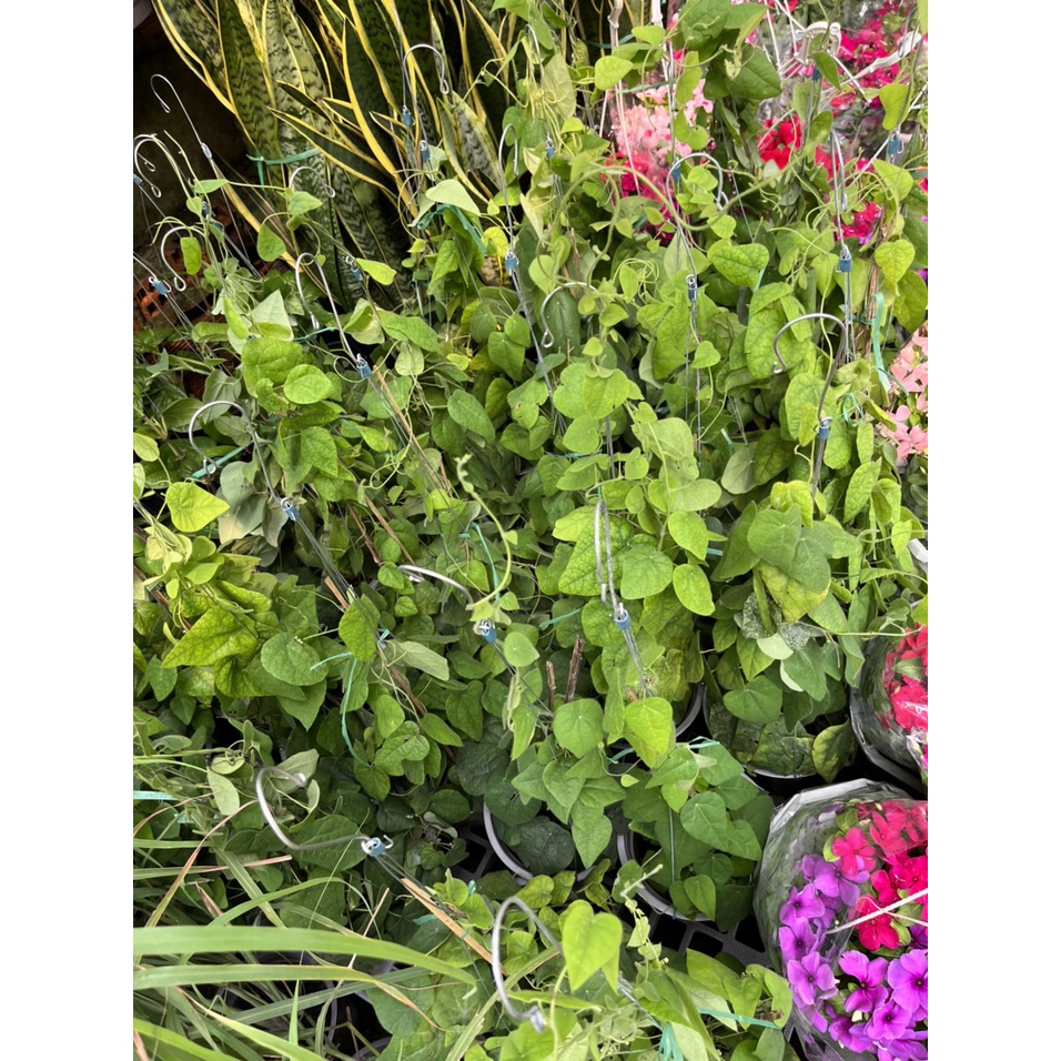 Cây SƯƠNG SÂM LÔNG, chậu to như hình