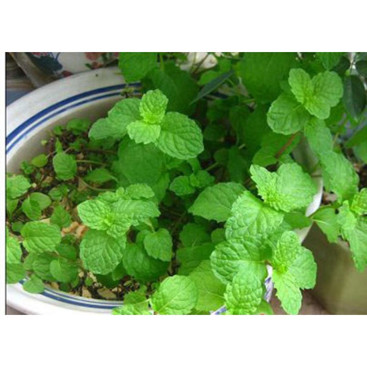 100h hạt giống rau húng bạc hà - húng lủi ( Mentha arvensis )