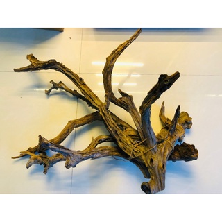 LŨA SAN ĐÁ - DÒNG LŨA CỰC ĐẸP CHO LAYOUT NATURAL