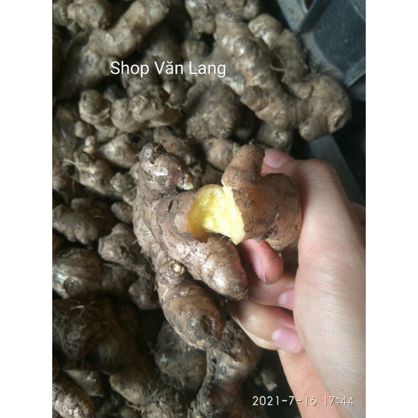 Gừng già cay - Gừng tươi cay thơm ngon túi 500g