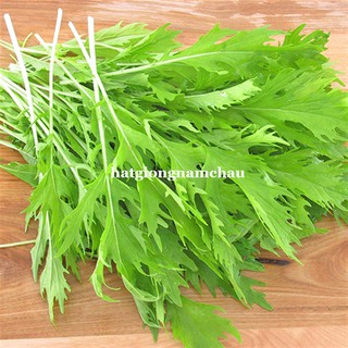 10GR - HẠT GIỐNG CẢI ĐUÔI PHỤNG
