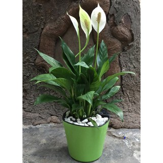 Chậu trồng cây tự dưỡng