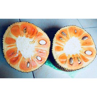 cây giống mít thái