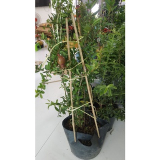 Cây lựu đỏ mỹ ..siêu trái