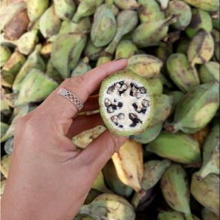 Chuối hột rừng sấy khô 500g