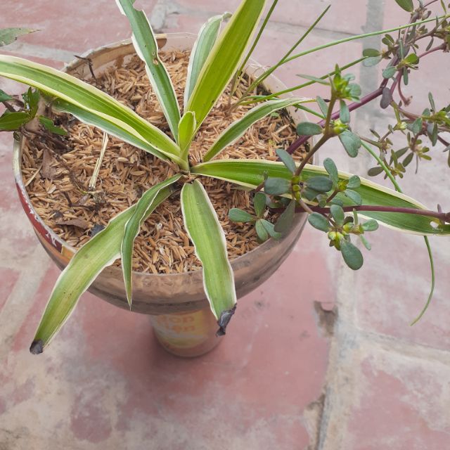 Trấu bón cây