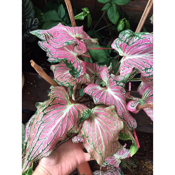 Môn hồng thiên nga