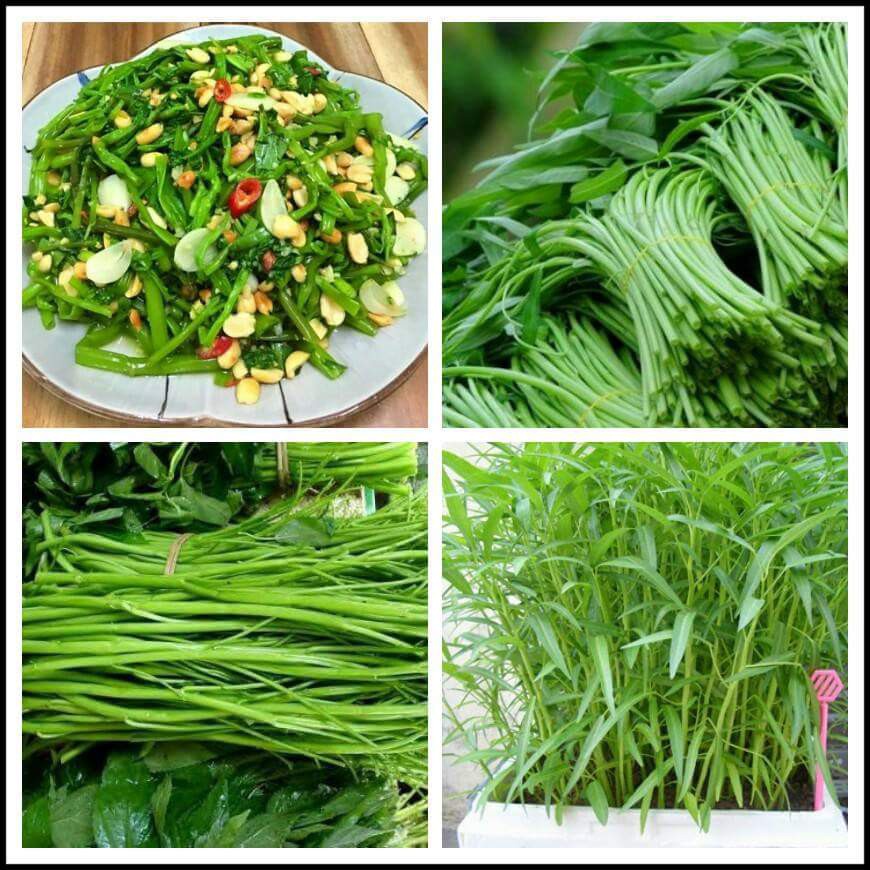 Gói 50 hạt giống rau muống trắng thân cao trồng dễ lên, Hạt giống rau muốn lá tre Cao Sản