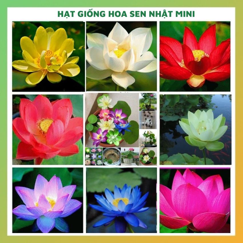 Hạt giống hoa sen mini Nhật mix 10 HẠT màu đẹp chịu nhiệt 4 mùa dễ trồng chăm sóc tỉ lệ nảy mầm cao