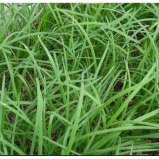 Hạt giống hẹ ta 5gram hạt giống hẹ xanh cao sản