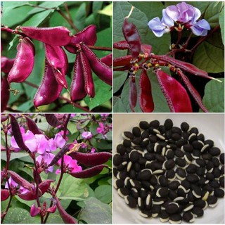 Hạt giống đậu ván tím - 1 gói 5gr(10-15 hạt) - hgct2