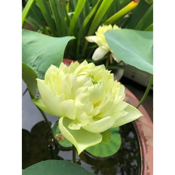 Củ Giống Sen Táo Vàng